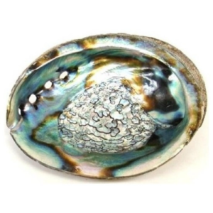 Abalone schelp XL