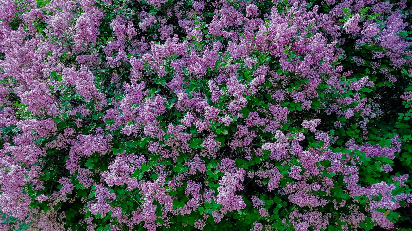 purple flowers with green leaves